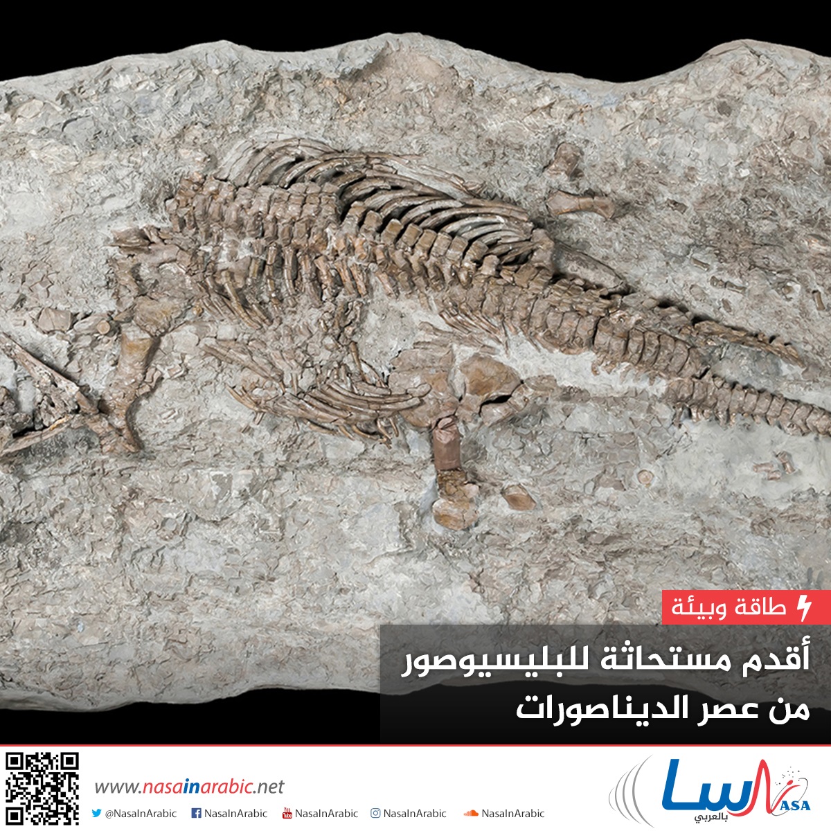 أقدم مستحاثة للبليسيوصور من عصر الديناصورات