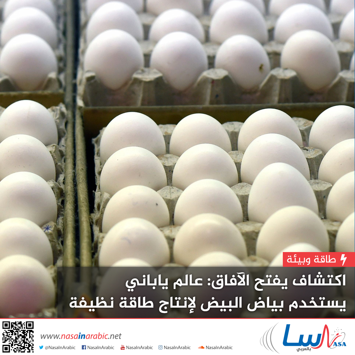 اكتشاف يفتح الآفاق: عالم ياباني يستخدم بياض البيض لإنتاج طاقة نظيفة
