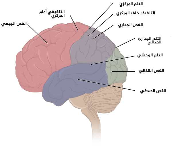 الشكل 2 فصوص قشرة المخ: تقسم قشرة المخ إلى أربعة فصوص، ويزيد الطيُّ الكثيرَ لهذه القشرة من مساحة السطح المتاحة من أجل وظائف المخ