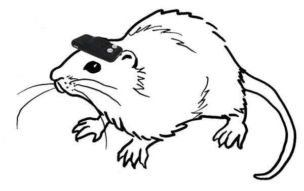 هذا توضيحٌ لفأرٍ يرتدي الجهاز الجيومغناطيسي،  حقوق الصورة: NORIMOTO AND IKEGAYA