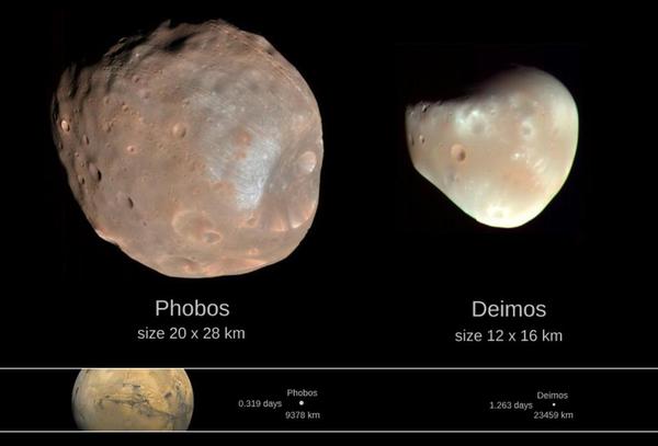الأحجام النسبية لقمري المريخ، فوبوس وديموس، الشبيهان بالكويكبات. المصدر: NASA / JPL-Caltech.