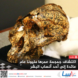 اكتشاف جمجمة عمرها مليونا عامٍ، عائدة إلى أحد أنساب البشر