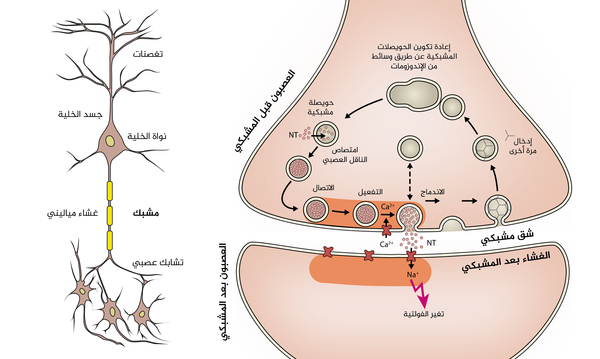 رسمة توضيحية للخلية العصبية على اليسار وللمشبك على اليمين. حقوق الصورة: MpI للكيمياء الفيزيولوجية البيولوجية