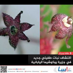 اكتشاف نبات طفيلي جديد في جزيرة يوكوشيما اليابانية