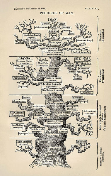 نسخة انكليزية من شجرة إيرنست هايكل Ernst Haeckel من كتاب "تطور الإنسان"
