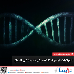 الوراثيات البصرية تكشف رؤًى جديدة في الدماغ