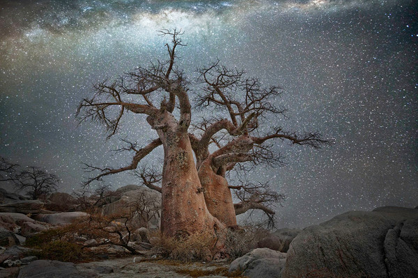أشجار أفريقيا القديمة المحاطة بغطاءٍ من النجوم