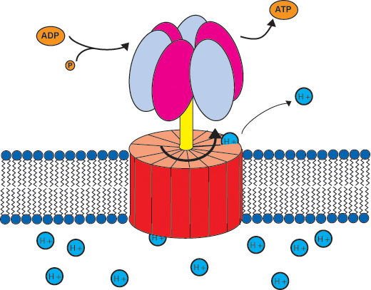 آلية تحوّل الـ ADP و الفوسفور إلى ATP، أثناء عبور البروتونات لأحد جوانب الخلية