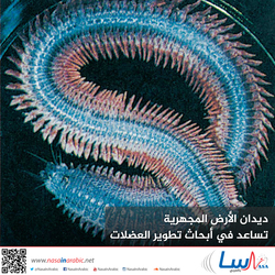ديدان الأرض المجهرية تساعد في أبحاث تطوير العضلات