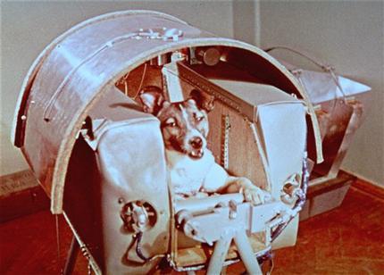صورةٌ أخذت لكلبة الفضاء المشهورة لايكا، وذلك قبل انطلاقها في عام 1957. Credit: AP Photo/NASA حقوق الصو