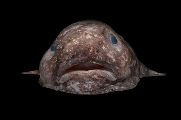 سمكة بلوب A blob fish حقوق الصورة: Rob Zugaro