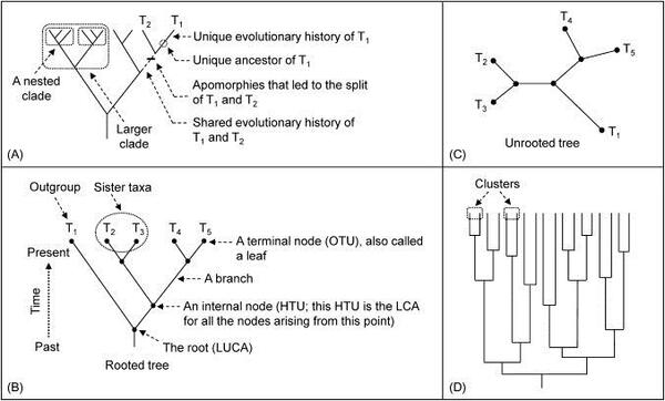 الفرق بين الشجرة التطورية ذات الجذر وغير المجذرة،يوضح الشكلA,B,D الأشجار ذات الجذر، يوضح الشكلC الشجرة من دون الجذر، الأصناف التي لديها نفس الصفات تتجمع ضمن العقد، وفي الشكل (A) يطلق على الفروع الحيوية الصغيرة التي توجد ضمن الفروع الحيوية الكبيرة بالمتضمنة، وفي الشكل(B)تدعى العقد النهائية التي تمثل الوحدات التصنيفية بالأوراق، وكل عقدة نهائية يمكن أن تشكل صنف أو جين أو تسلسل بروتيني، والعقد الداخلية تمثل الوحدات التصنيفية الافتراضية. كما يمثل HTU أخر سلف مشترك للعقد التي تنشأ من هذه النقطة ويطلق على السلالتين اللتان تنشأن من نفس العقيدة المجموعات الشقيقة، و الصنف الذي يكون خارج الفرع يسمى بالمجموعة الخارجية. تحتوي الأشجار المتجذرة على عقدة تتفرع منها بقية الشجرة ويطلق عليها أخر سلف مشترك عالمي