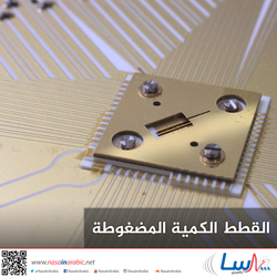 القطط الكمية المضغوطة