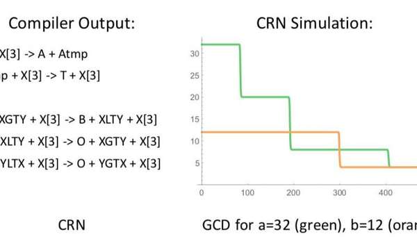 مخرجات المترجم البرمجي (Compiler)، كذلك، نتائج محاكاة برنامج الCRN++. حقوق الصورة: Vasic et al