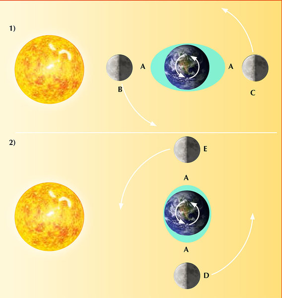 تساهم كل من الشمس والقمر في حدوث ظاهرة المد والجزر على سطح الأرض، وذلك عندما يمارسان الجذب الثقالي عليها. تتسبب قوة الجذب الثقالي للقمر في ارتفاع مياه المحيطات نحوه، كما يحدث ارتفاع آخر على الجانب المعاكس وذلك نظرا لأن الأرض يتم سحبها باتجاه القمر (وبعيداً عن الماء في الجانب البعيد). وبسبب دوران الأرض فإن هذه الارتفاعات تحدث مرتين يومياً (المد العالي A) في أي مكان على سطح الأرض.  تتبع ظاهرة المد والجزر نمطاً معيناً مرتبطاً بدورة القمر. فعندما تحدث المحاذاة بين القمر والشمس (القمر الجديد B أو عندما يكون القمر بدراً C) تصبح قوة الجذب الثقالي لكليهما أقوى بكثير، كما يصل المد إلى أعلى مستوى له (المد الربيعي). عندما يكون القمر في الربع الأول (D) أو الربع الثالث (E)، فإن المد يكون في أدنى مستوى له ويسمى المد المنخفض Neap tide . المصدر: Nicola Graf