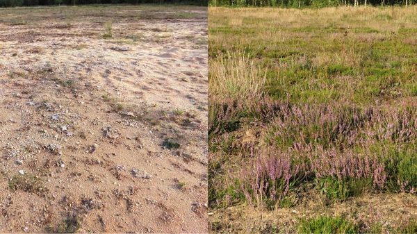 محصول الشجيرات القمئية الخصب بعد ثماني سنوات (على اليمين) حيث أضيفت التربة مقارنة مع الأراضي التي تتجدَّد بمفردها. حقوق الصورة: E. R. Jasper Wubs