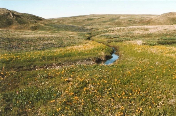 صورة تُظهر الغطاء النباتي في المنتزه الإقليمي لجزيرة هيرشل في مقاطعة يوكون عام 1987، كما قدمته عالمة البيئة القطبية الشمالية إسلا ميرس سميث Isla Myers-Smith. حقوق الصورة: Isla Myers-Smith/University of Edinburgh