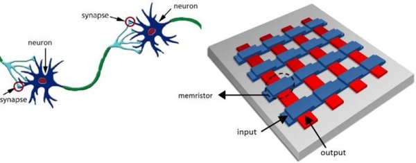 الصورة_على اليسار: تمثيل مبسّط لجزءٍ صغير من أجزاء الدماغ، والذي يحتوي على خلايا عصبية تقوم باستلام ومعالجة ونقل الإشارات عبر ما يُسمّى بالوصلات العصبية (synapses). على اليمين: مصفوفة تقاطعيّة تمثّل إحدى التصاميم المحتملة والقادرة على القيام بعمل مشابه لعمل الخلية العصبية الحقيقية وذلك بالنسبة للأجهزة. تمتلك الميمرستورات _والتي تقابل الوصلات العصبية في الدماغ_ القدرة على تغيير الموصلية الكهربائية لها، وذلك لتتمكن من إضعاف التوصيلات أو تقويتها. حقوق الصورة: مجموعة سبينترونيكس للمواد الوظيفية_جامعة جرونينجن (Spintronics of Functional Materials group, University of Groningen).