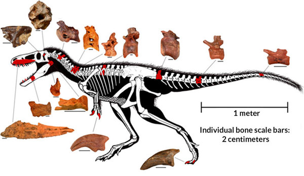 قِطَع اللغز: وجد الباحثون بالإضافة إلى القحف المحفوظ جيدًا أجزاءً عديدة أخرى (تظهر في الصورة باللون الأحمر) تعود إلى قريب تيرانوصور ريكس T-rex المسمى تيمورلينجيا. ويشير الحجم والشكل لهذه الأحافير إلى ديناصور عمره 90 مليون سنة كان كبيرًا بحجم الحصان تقريبًا. حقوق الصورة: Todd Marshall (drawing), S. Brusatte et al/PNAS 2016