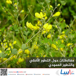 مغالطتان حول التطور الأفقي والتطور العمودي