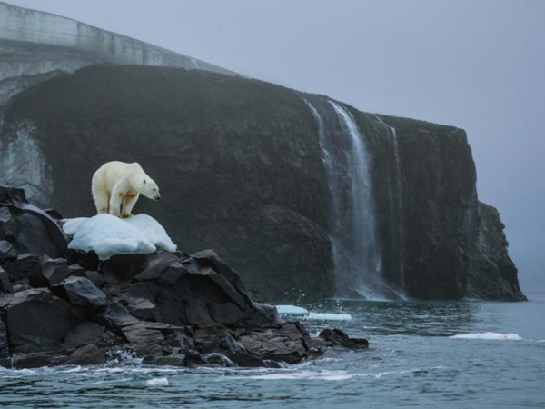  دب قطبيٌّ يقف على رأس جزيرة رودلف Rudolf Island في أرخبيل فرانز جوزيف لاند Franz Josef Land الروسي، حيث يستمرالجليد الدائم بالذوبان. حقوق الصورة: Photograph By Cory Richards