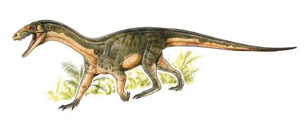 امتلك شبه الديناصور تيليوكراتر رادينوس منخفضًا على مستوى الجمجمة كان يعتقد أن الديناصورات فقط من تفرّدت به.  حقوق الصورة: MUSEO ARGENTINO DE CIENCIAS NATURAES « BERNARDINO RIVADAVIA »(BUENOS AIRES,ARGENTINA)ARTWORK BY GABRIELLIO
