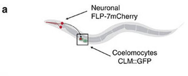 نموذج يوضح امتصاص الخلايا الجوفية لإفراز البتيد العصبي. البروتين المستخدم لإضاءة FLP-7 (يدعى The FLP-7mCherry fusion) الظاهر باللون الأحمر يُفرز من عصبونات الديدان ليُحمل في الخلايا الجوفية الظاهرة باللون الأخضر. يُستخدم نسبة الإشعاع الأحمر إلى الأخضر (أحمر:أخضر) لقياس مقدار الإفراز تحت الظروف المختبرية. CLM = خلايا جوفية