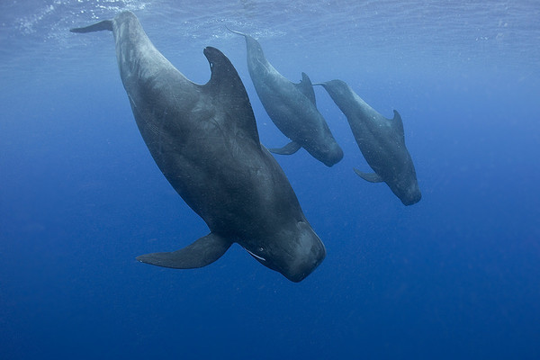 كل مجموعة من الحيتان الطيارة ذات الزعانف الطويلة تمتلك لهجتها الخاصة بها
