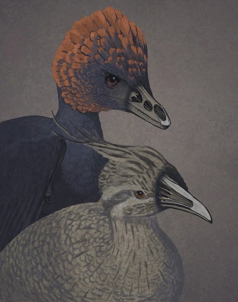 أداء فنان للديناصور غير الطائر أنشيورنيس (على اليسار)، وطائر التينامو وهو طائر حديث بدائي (على اليمين)، مع جعل الأنوف شفافة لإظهار عظام مقدمة الفك العلوي والحنك.  المصدر: John Conway