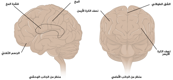 الشكل 1 المخ: المخ هو مكون كبير من مكونات الجهاز العصبي المركزي في البشر، كما أن الجزء الظاهر منه هو السطح ذو الانثناءات والذي يسمى بقشرة المخ