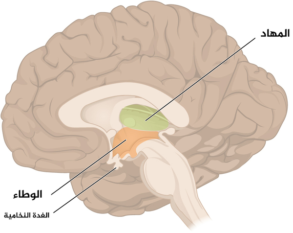 الشكل 6: الدماغ البيني: يتكون الدماغ البيني بشكل أساسي من المهاد والوطاء، واللَّذَين يشكلان جدران البطين الثالث. المهادان عبارة عن بنيتَين مطاولتَين، بيضيتيّ الشكل موجودتين على جانبي الخط الناصف وتلتقيان في المنتصف. يقع الوطاء أسفل المهاد وإلى الأمام منه، وينتهي بزاوية حادة تتصل بها الغدة النخامية
