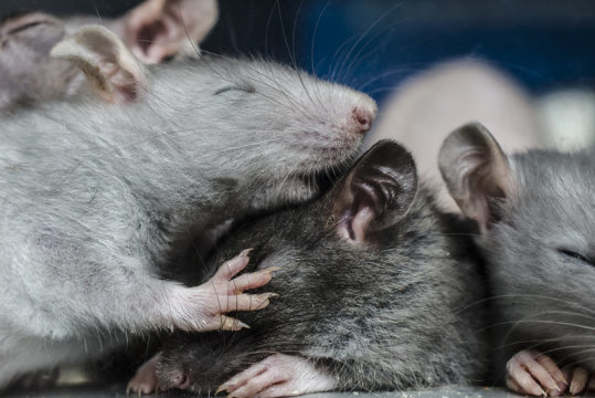يضع هذا البحث آفاقاً جديدة باكتشافه استتباباً عصبياً عند فئران تتصرف بحرّية. حقوق الصورة: © vitaly tiagunov / Fotolia