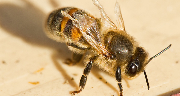 التحالف الثنائي؛ يمكن أن يتسبب فيروس الجناح المشوه في شلل لنحل العسل باستهدافه لأجنحتها أثناء نموها. تقترح دراسة جديدة أن الفيروس يمكن أن يسهل لأكاروس الفاروا المدمر (طفيليات) أن يتغذى ويتكاثر على النحلات الفتيّات.