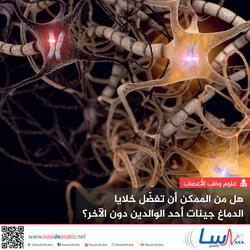 هل من الممكن أن تفضّل خلايا الدماغ جينات أحد الوالدين دون الآخر؟