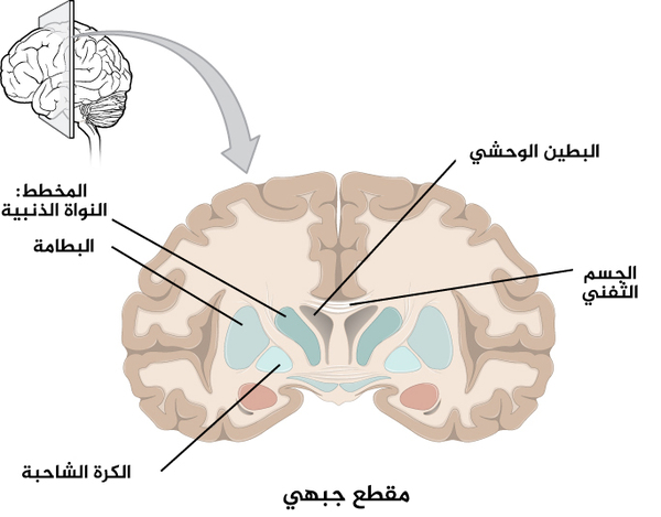 الشكل 4: مقطع عرضي لقشرة الدماغ والنوى القاعدية: المكونات الرئيسة للنوى القاعدية، والمبنية في المقطع الجبهي للدماغ، هي النواة الذنبية (على الجانب الوحشي للبطين الوحشي في الصورة)، والبَطامَة (أسفل النواة الذنبية وتفصلهما بنية من مادة بيضاء تدعى بالمحفظة الغائرة)، والكرة الشاحبة (في الجانب الإنسي من البطامة).