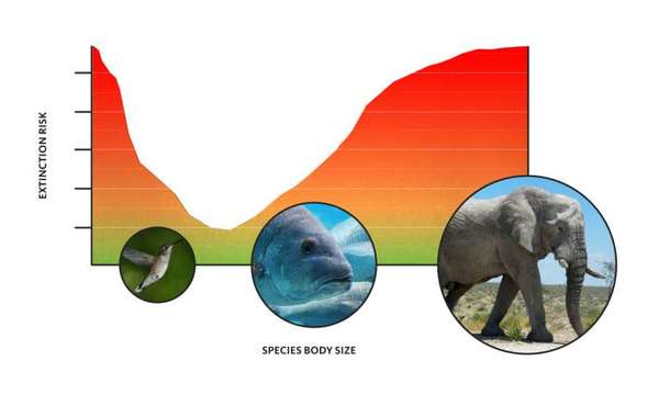 خطر الانقراض أكبر على الحيوانات ذات الحجم بالغ الصغر أو الكبر. حقوق الصورة: Oliver Day، جامعة ولاية أوريغون.