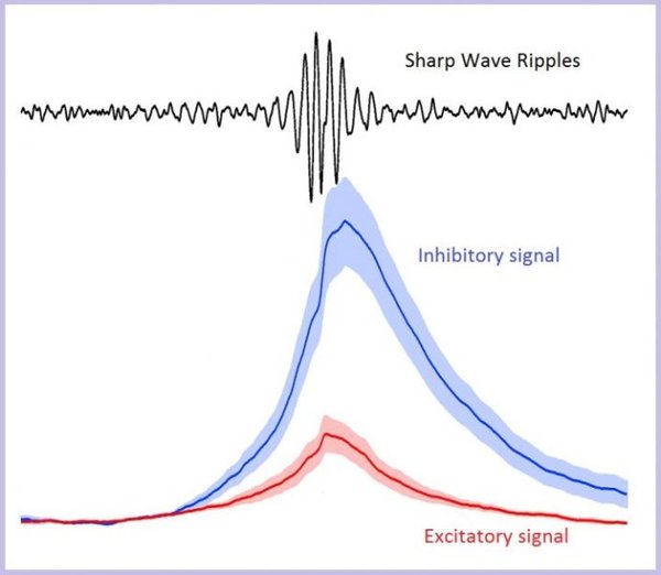 خلال التموجات الدماغية الحادة sharp wave ripples-SWRs (أعلى الرسم) فإن الفعل التثبيطي (المنحنى الأزرق) يظهر موجات ذات سعة أكبر مما لو تم التحفيز بإشارة تنشيط (المنحنى الأحمر). ما يعني أن التثبيط هو الذي يشكل حجر الأساس في الآلية التي تنشأ من خلالها الموجات الدماغية