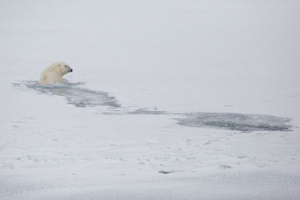 دب قطبي يسبح في سفالبارد. تكون المضايق عادة مغطاة جزئياً بالجليد البحري، ولكن في الشتاء الماضي أحاطت المياه المفتوحة بمعظم الأرخبيل. تصوير: نيك كوبينغ Nick Cobbing/لصالح منظمة غرينبيس Greenpeace
