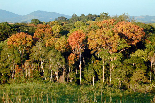 تمثل الغابات المدارية، كهذه الموجودة في غابون في إفريقيا، مستودعًا هامًا للكربون  Sassan Saatchi, NASA/JPL-Caltech