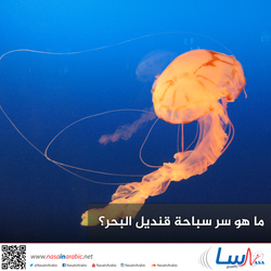 ما هو سر سباحة قنديل البحر؟