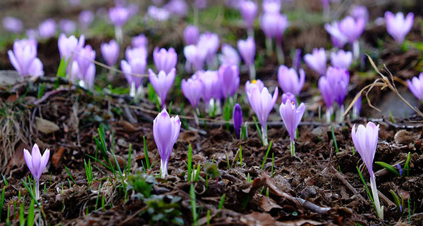 تقدُّم الربيع. تشير بحوث جديدة إلى أن وصول أزهار وأوراق الربيع مبكرا بسبب تغير المناخ يؤدي إلى تضخيم شدة وتكرارية وكذا مدّة موجات الحرارة في أوروبا.
