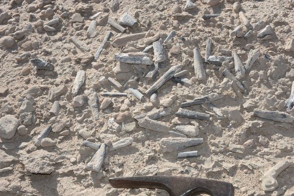 وجد الباحثون حفريات بيض التيروصورات وحفريات أخرى في مجمعٍ للعظام bone bed (حرفيًا يعني ذلك موقعًا يحوي العديد من العظام) في منطقة هامي شمال غرب شينجيانغ، الصين. حقوق الصورة: Alexander Kellner/Museu Nacional/UFRJ