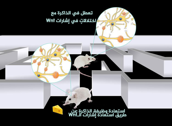وجد الباحثون أن تفعيل البروتين Dkk1 عند الفئران البالغين يتسبب في مشاكل في الذاكرة وذلك بالتوافق مع وجود مشابك أقل بين الخلايا العصبية، مما ينتج عنه عرقلة للاتصال، ولكن عندما كبح الباحثون البروتين Dkk1 لم يبقَ عند الفئران أي مشاكل بالذاكرة، حيث ازداد عدد المشابك وعاد إلى المستويات الطبيعية وعادت سبل الدماغ إلى طبيعتها.  حقوق الصورة: UCL press release