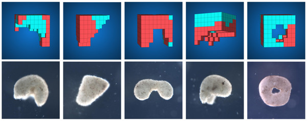 يمكن للخوارزميات إنتاج العديد من التراكيب المختلفة لخلايا الضفادع.