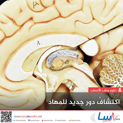 اكتشافُ دور جديد للمهاد