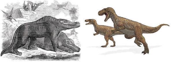 تصوير يعود إلى سنة 1859 لـ ميجالوصوروس باكلاندي Megalosaurus Bucklandii (على اليسار)، يبيّن أحد الديناصورات الثلاثة التي صُنّفت كديناصورات. أدت اكتشافات أحفورية لاحقة للميجالوصوروس وثنائيات الأرجل الضخمة الأخرى إلى إعادة تصنيفات أحدث (على اليمين).  حقوق الصورة: SAMUEL GRISWOLD GOODRICH/WIKICOMONS LADYOFHATS/WIKICOMONS