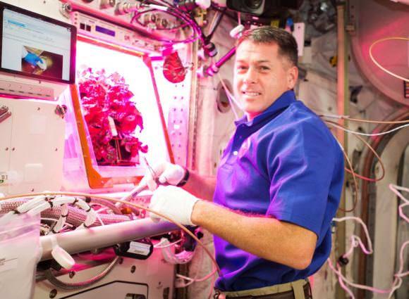 رائد الفضاء شين كيمبرو يقوم بحصاد الخس من 'فيجي' على محطة الفضاء الدولية. حقوق الصورة: وكالة ناسا NASA .
