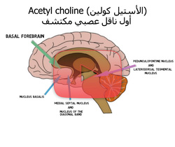 علم الأعصاب خلال دقيقتين: الأستيل كولين