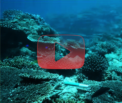 مشهد جديد للشعاب المرجانية
