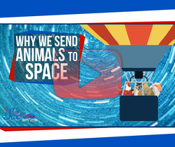 لماذا نرسل الحيوانات إلى الفضاء؟